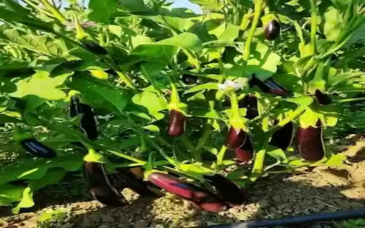 eggplant wallpaper from Chrome web store to be run with OffiDocs Chromium online eggplant wallpaper from Chrome web store to be run with OffiDocs Chromium online