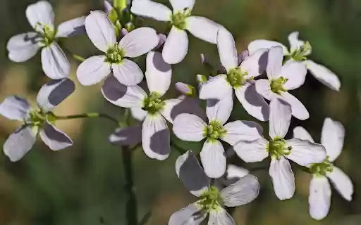 Flower Branch and Four Petal Flowers from Chrome web store to be run with OffiDocs Chromium online Flower Branch and Four Petal Flowers from Chrome web store to be run with OffiDocs Chromium online