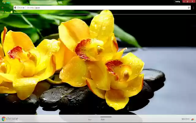 Flower Orchid Spring Stone from Chrome web store to be run with OffiDocs Chromium online Flower Orchid Spring Stone from Chrome web store to be run with OffiDocs Chromium online