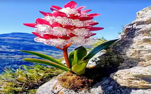 flower wallpaper on stone from Chrome web store to be run with OffiDocs Chromium online flower wallpaper on stone from Chrome web store to be run with OffiDocs Chromium online