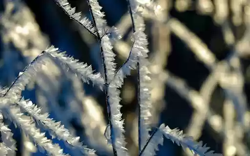 Frost dried tree from Chrome web store to be run with OffiDocs Chromium online Frost dried tree from Chrome web store to be run with OffiDocs Chromium online