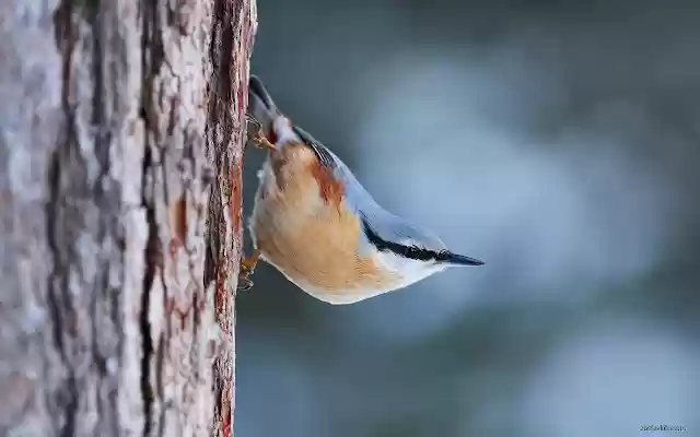 Gazing Bird from Chrome web store to be run with OffiDocs Chromium online Gazing Bird from Chrome web store to be run with OffiDocs Chromium online