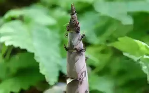 Giant bamboo shoots from Chrome web store to be run with OffiDocs Chromium online Giant bamboo shoots from Chrome web store to be run with OffiDocs Chromium online