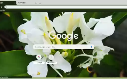 Ginger Lily from Chrome web store to be run with OffiDocs Chromium online Ginger Lily from Chrome web store to be run with OffiDocs Chromium online