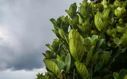 Green foliage from Chrome web store to be run with OffiDocs Chromium online Green foliage from Chrome web store to be run with OffiDocs Chromium online