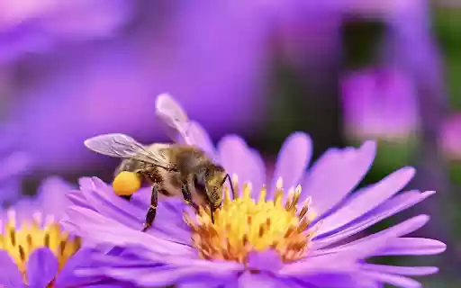 Harmony in Bloom from Chrome web store to be run with OffiDocs Chromium online Harmony in Bloom from Chrome web store to be run with OffiDocs Chromium online