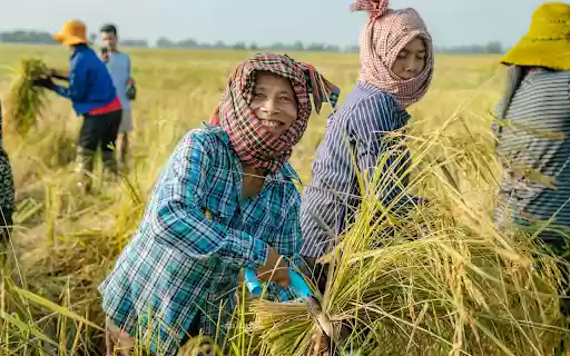 Harvesting rice from Chrome web store to be run with OffiDocs Chromium online Harvesting rice from Chrome web store to be run with OffiDocs Chromium online