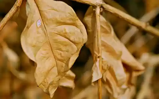 Leaves and branches wither from Chrome web store to be run with OffiDocs Chromium online Leaves and branches wither from Chrome web store to be run with OffiDocs Chromium online