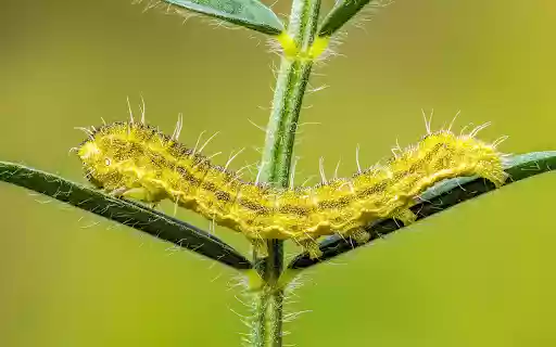 Long Caterpillar from Chrome web store to be run with OffiDocs Chromium online Long Caterpillar from Chrome web store to be run with OffiDocs Chromium online