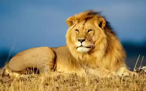 Male Lion: The King of the Savannah from Chrome web store to be run with OffiDocs Chromium online Male Lion: The King of the Savannah from Chrome web store to be run with OffiDocs Chromium online