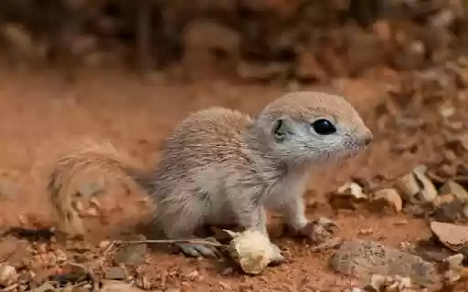 Mohave Ground Squirrel Theme – A Rare Desert Explorer from Chrome web store to be run with OffiDocs Chromium online Mohave Ground Squirrel Theme – A Rare Desert Explorer from Chrome web store to be run with OffiDocs Chromium online