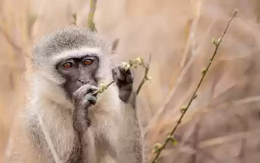 Monkey breaks branches from Chrome web store to be run with OffiDocs Chromium online Monkey breaks branches from Chrome web store to be run with OffiDocs Chromium online