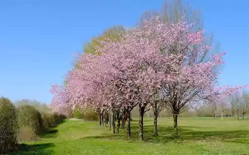 Paradise garden from Chrome web store to be run with OffiDocs Chromium online Paradise garden from Chrome web store to be run with OffiDocs Chromium online