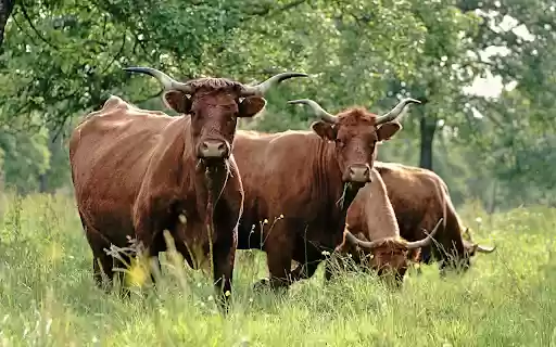 Pasture Guardians from Chrome web store to be run with OffiDocs Chromium online Pasture Guardians from Chrome web store to be run with OffiDocs Chromium online