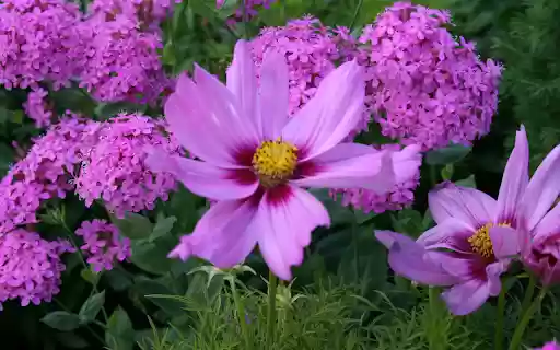 Pink and Purple Garden Flowers from Chrome web store to be run with OffiDocs Chromium online Pink and Purple Garden Flowers from Chrome web store to be run with OffiDocs Chromium online