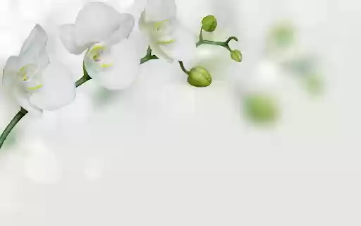 Pure white orchids from Chrome web store to be run with OffiDocs Chromium online Pure white orchids from Chrome web store to be run with OffiDocs Chromium online