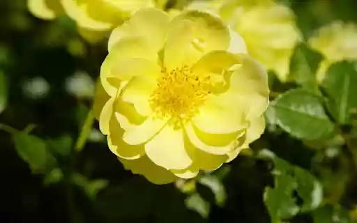 Pure yellow flower from Chrome web store to be run with OffiDocs Chromium online Pure yellow flower from Chrome web store to be run with OffiDocs Chromium online