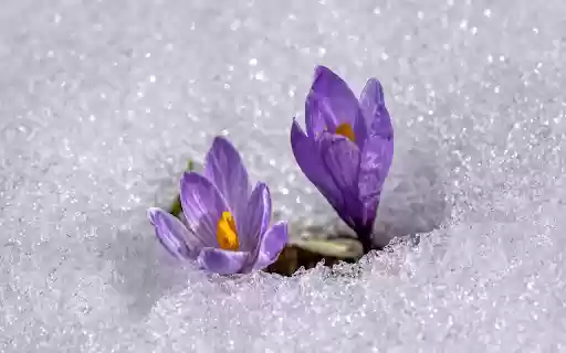 Purple flower in frost from Chrome web store to be run with OffiDocs Chromium online Purple flower in frost from Chrome web store to be run with OffiDocs Chromium online