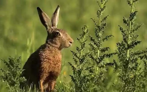 RABBIT 3 Theme from Chrome web store to be run with OffiDocs Chromium online RABBIT 3 Theme from Chrome web store to be run with OffiDocs Chromium online