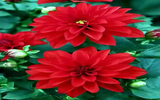 Red Dahlia Wallpaper from Chrome web store to be run with OffiDocs Chromium online Red Dahlia Wallpaper from Chrome web store to be run with OffiDocs Chromium online