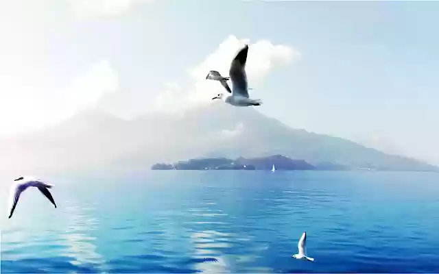 Seagull 1 from Chrome web store to be run with OffiDocs Chromium online Seagull 1 from Chrome web store to be run with OffiDocs Chromium online