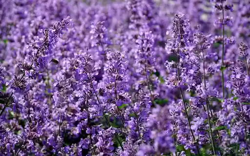 Spring purple flower field from Chrome web store to be run with OffiDocs Chromium online Spring purple flower field from Chrome web store to be run with OffiDocs Chromium online