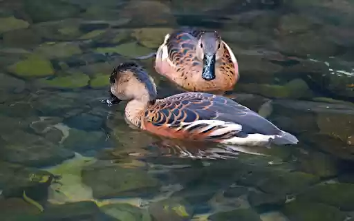 Stream ducks from Chrome web store to be run with OffiDocs Chromium online Stream ducks from Chrome web store to be run with OffiDocs Chromium online