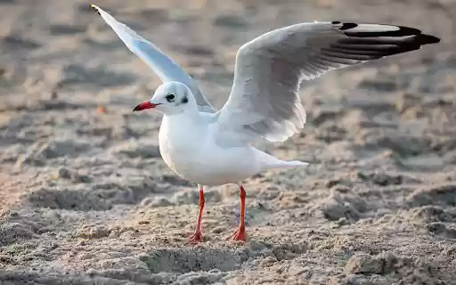 The bird spreads its wings on the beach from Chrome web store to be run with OffiDocs Chromium online The bird spreads its wings on the beach from Chrome web store to be run with OffiDocs Chromium online