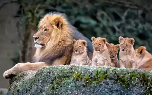 The Lion Family: A Strong and United Pride from Chrome web store to be run with OffiDocs Chromium online The Lion Family: A Strong and United Pride from Chrome web store to be run with OffiDocs Chromium online
