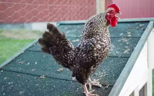 The rooster is practicing crowing from Chrome web store to be run with OffiDocs Chromium online The rooster is practicing crowing from Chrome web store to be run with OffiDocs Chromium online