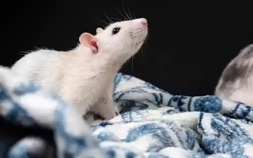 The white mouse in the blanket from Chrome web store to be run with OffiDocs Chromium online The white mouse in the blanket from Chrome web store to be run with OffiDocs Chromium online