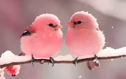 Two Baby Birds from Chrome web store to be run with OffiDocs Chromium online Two Baby Birds from Chrome web store to be run with OffiDocs Chromium online