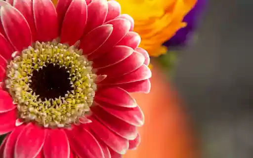 Vibrant Gerbera Daisy from Chrome web store to be run with OffiDocs Chromium online Vibrant Gerbera Daisy from Chrome web store to be run with OffiDocs Chromium online