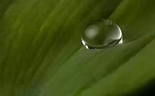 Water drops on leaf surface from Chrome web store to be run with OffiDocs Chromium online Water drops on leaf surface from Chrome web store to be run with OffiDocs Chromium online