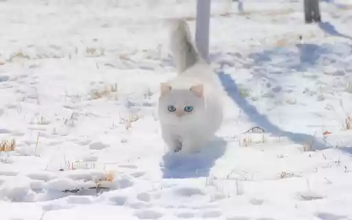 White cat playing in the snow from Chrome web store to be run with OffiDocs Chromium online White cat playing in the snow from Chrome web store to be run with OffiDocs Chromium online