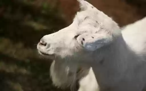 White Goat with Long Beard from Chrome web store to be run with OffiDocs Chromium online White Goat with Long Beard from Chrome web store to be run with OffiDocs Chromium online