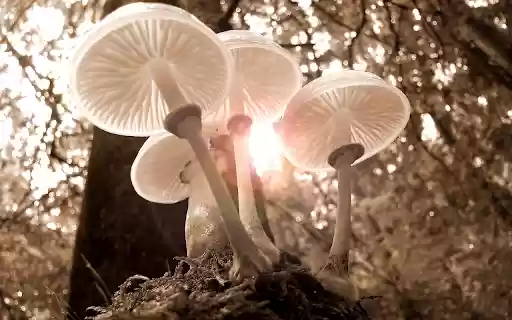 White mushrooms from Chrome web store to be run with OffiDocs Chromium online White mushrooms from Chrome web store to be run with OffiDocs Chromium online