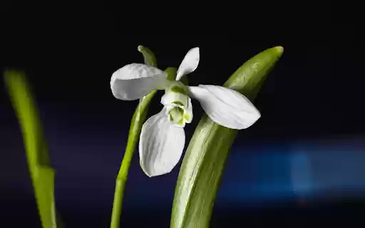 White petals from Chrome web store to be run with OffiDocs Chromium online White petals from Chrome web store to be run with OffiDocs Chromium online