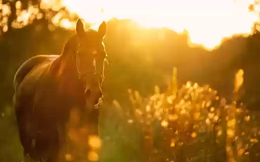 Wild horse from Chrome web store to be run with OffiDocs Chromium online Wild horse from Chrome web store to be run with OffiDocs Chromium online