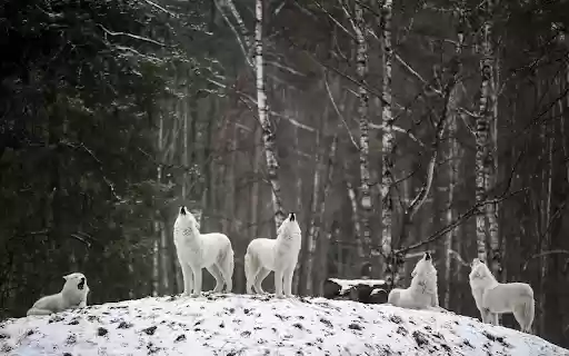 Wolves howl from Chrome web store to be run with OffiDocs Chromium online Wolves howl from Chrome web store to be run with OffiDocs Chromium online